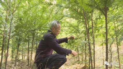 4000余棵红豆杉愁销路 老汉急盼客户收购