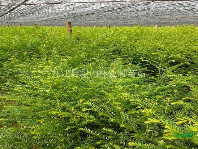 红豆杉销售价格//九江红豆杉种植基地_红豆杉销售价格//九江红豆杉种植基地图片_九江县梨山林业种苗站_中国园林网