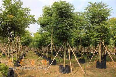 广东省中山市民众镇山水苗圃场_广东省红豆杉_中山市红豆杉_红豆杉别名:红榧,紫杉,南方红豆杉_花木商情网