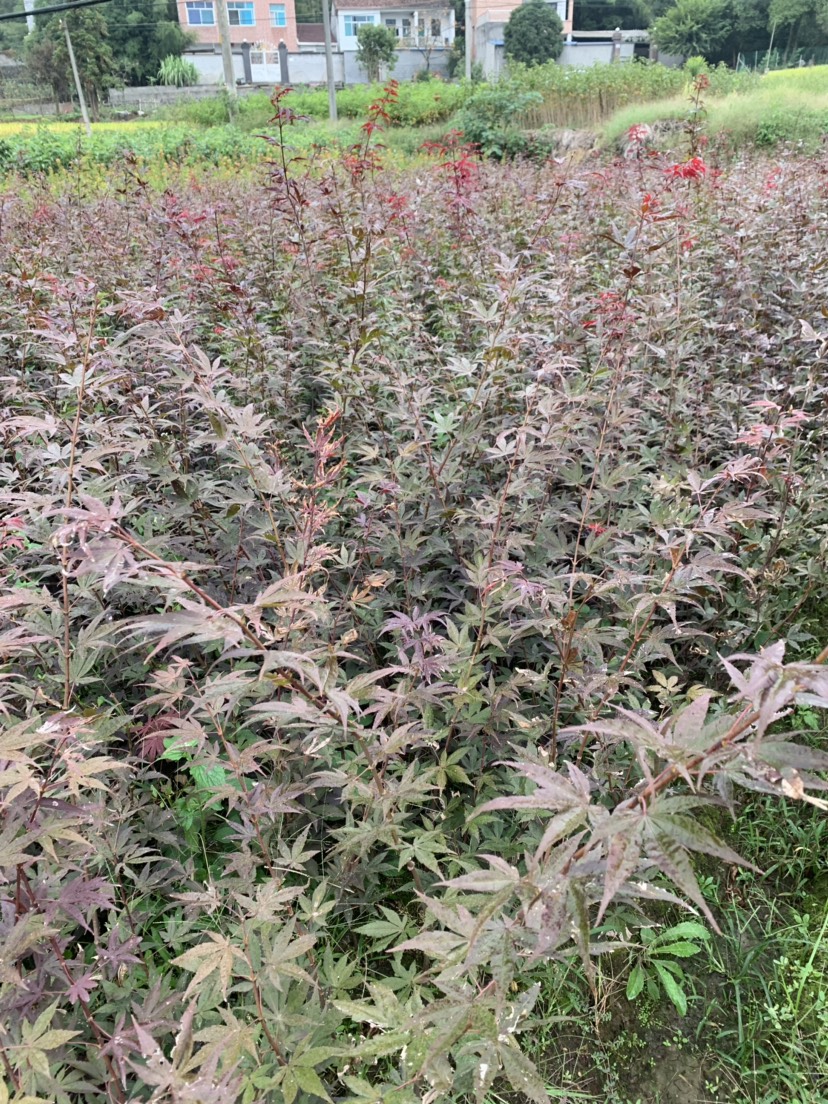 [鸡爪槭苗批发]鸡爪槭苗 丛生鸡爪槭杯苗价格20元/株