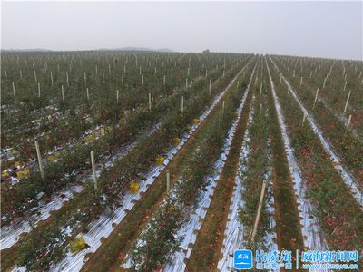 全市乡村振兴暨脱贫攻坚推进会议观摩第二站:荣成市
