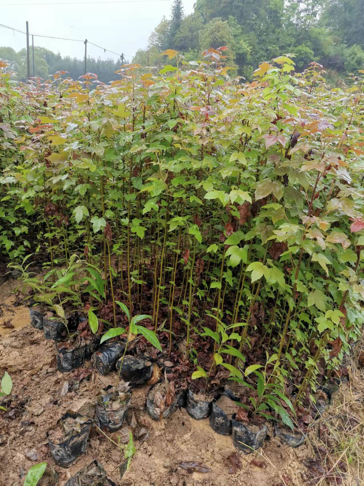 重庆枫香杯苗规格、枫香营养杯苗、成都枫香袋苗 江西枫香杯苗产地