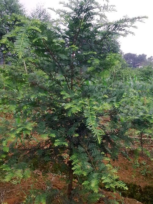 南方红豆杉优树城步1号