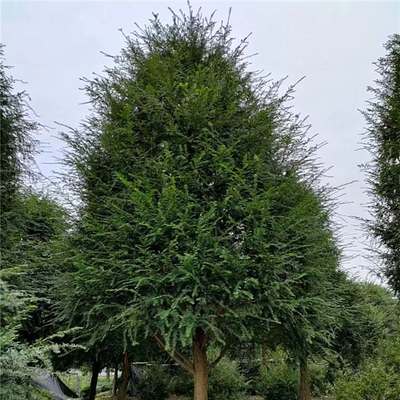 红豆杉 特选造型塔型红豆杉树 6 10 15 18 20 25公分 苗木种植基地