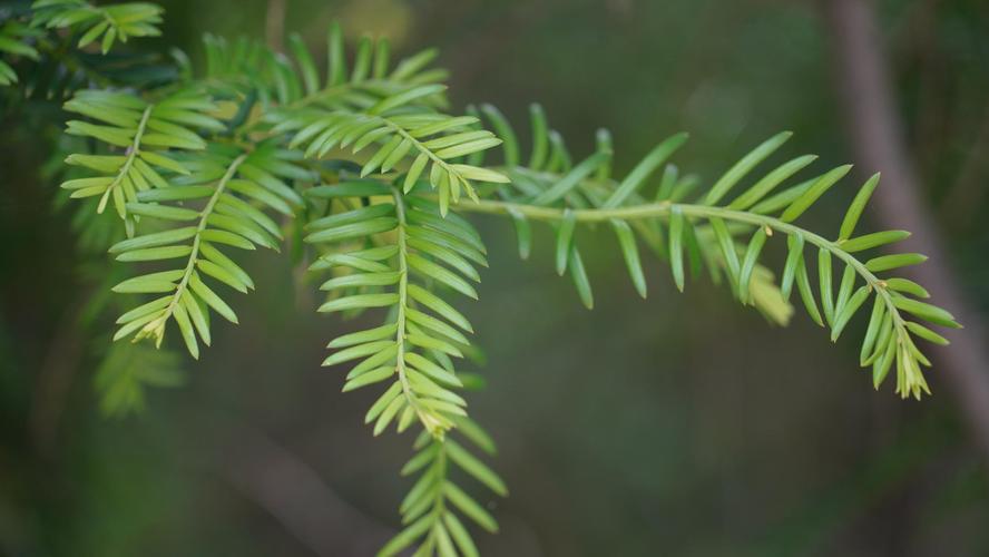 永胜县红豆杉种群实现恢复性增长