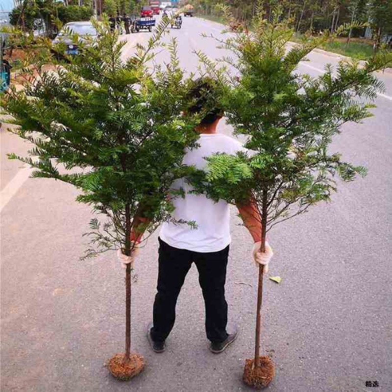 花音谷红豆杉树东北红豆杉树苗正宗南方庭院大树绿化盆栽盆景