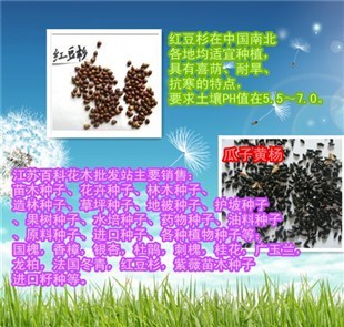 大冶 苏丹草种子价格-企汇网